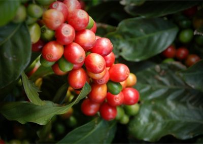 Assagay Coffee Farm Tours